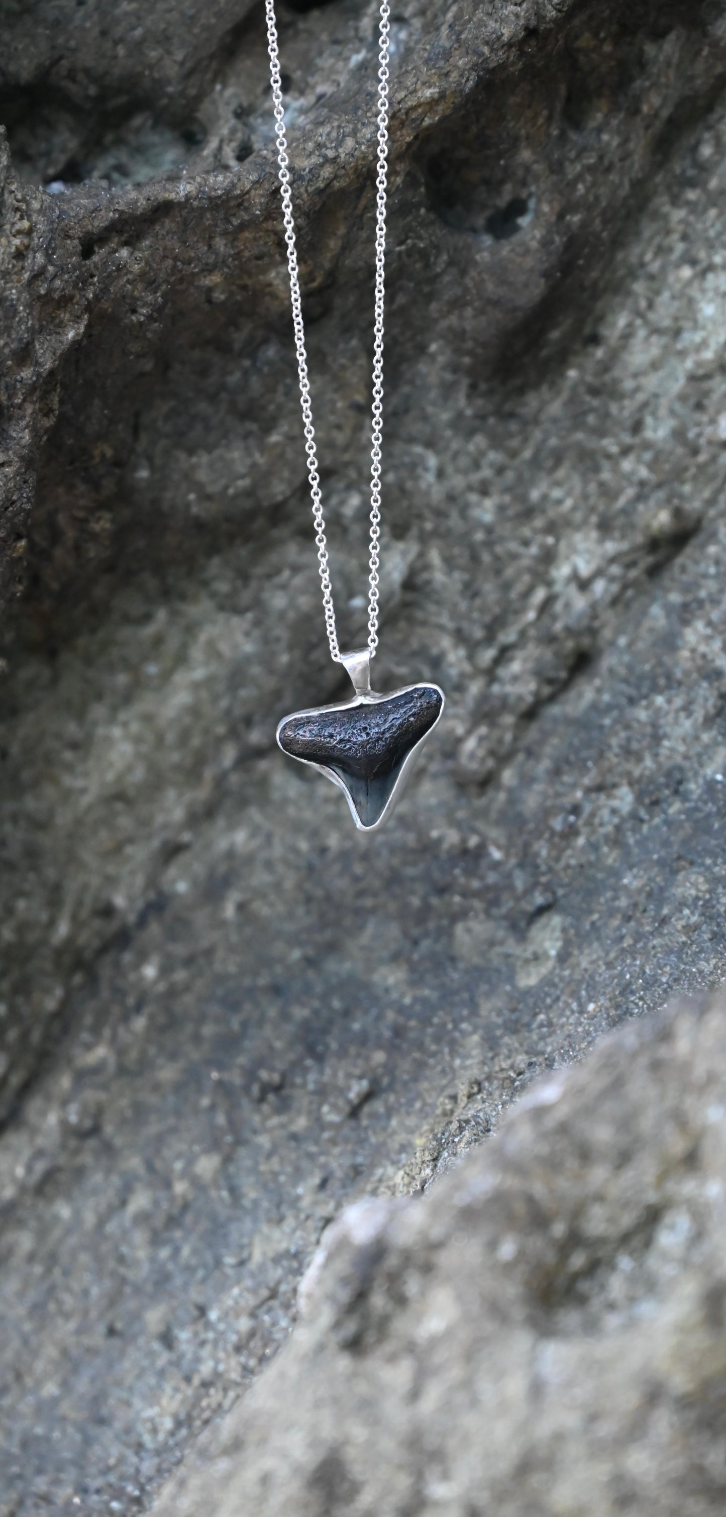 Shark Tooth Relic