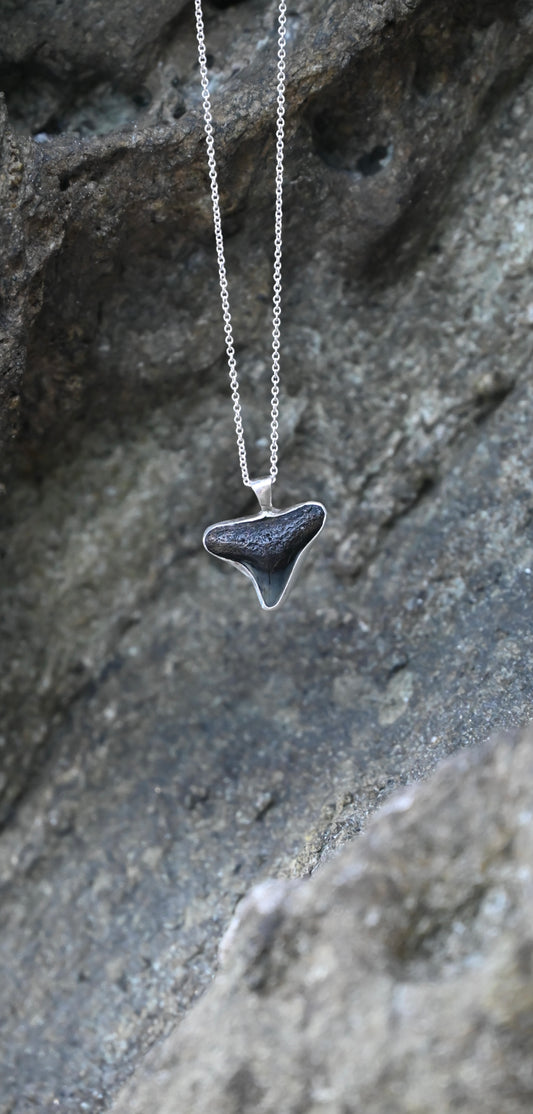 Shark Tooth Relic