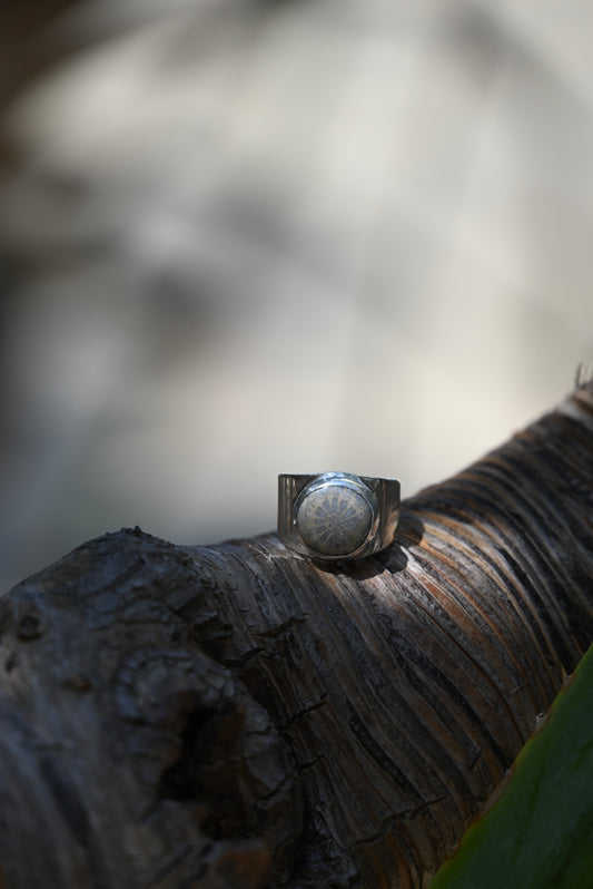 Fossilised Coral Band